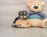 8 week old Yorkie Poo Puppy For Sale - Simply Southern Pups