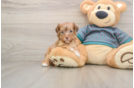 Best Yorkie Poo Baby