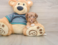9 week old Yorkie Poo Puppy For Sale - Simply Southern Pups
