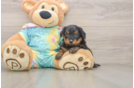 Best Yorkie Poo Baby