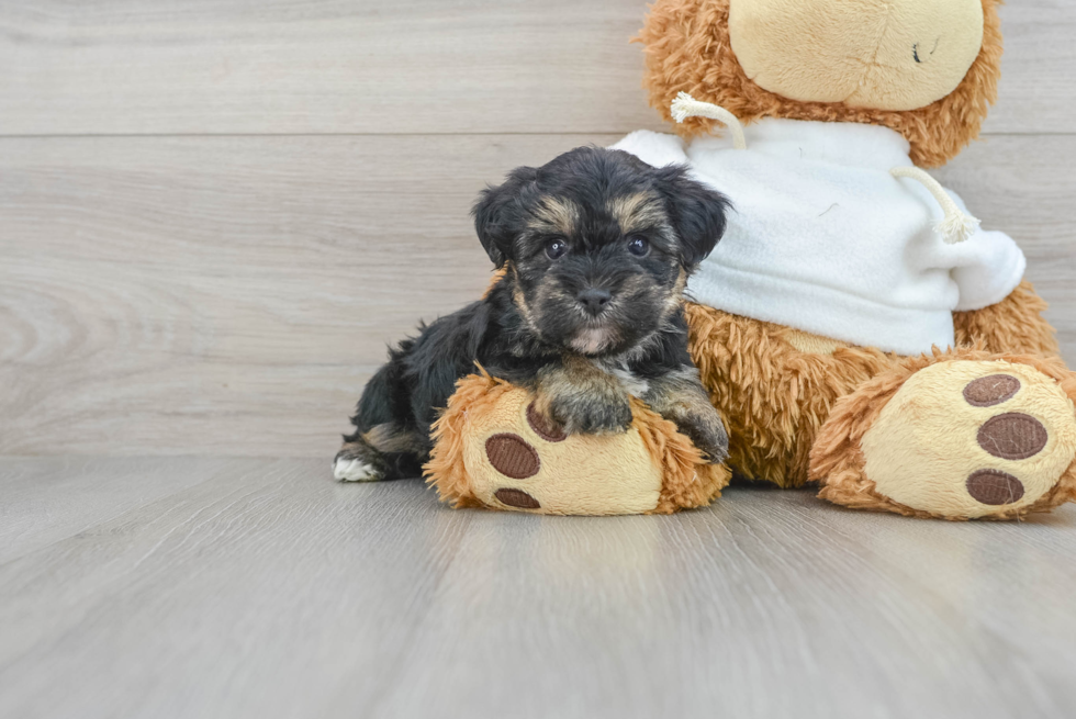 Playful Yorkie Doodle Poodle Mix Puppy