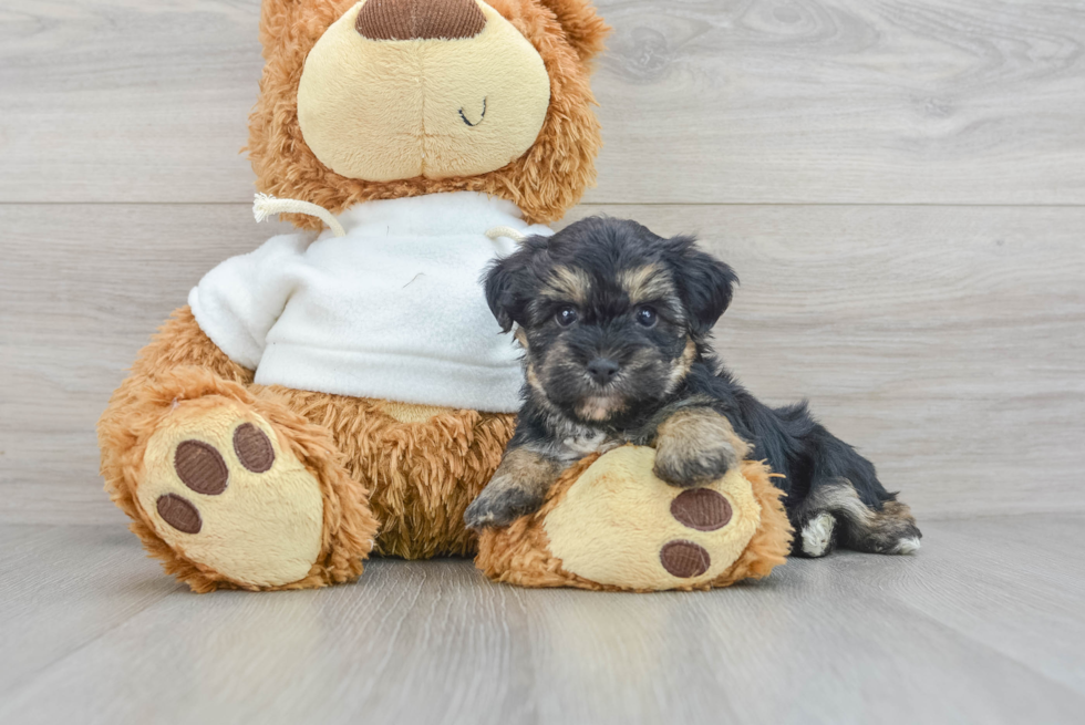 Yorkie Poo Puppy for Adoption