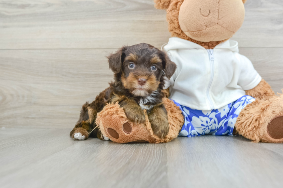 5 week old Yorkie Poo Puppy For Sale - Simply Southern Pups