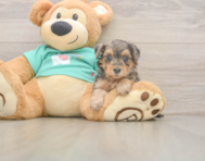 8 week old Yorkie Poo Puppy For Sale - Simply Southern Pups