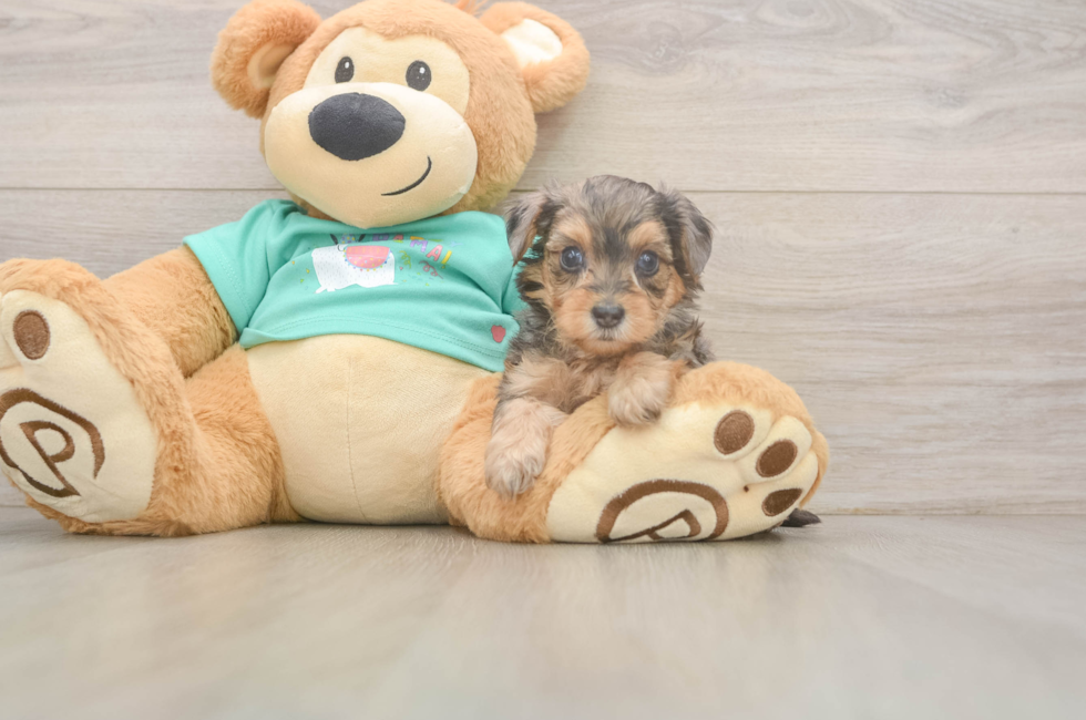 6 week old Yorkie Poo Puppy For Sale - Simply Southern Pups