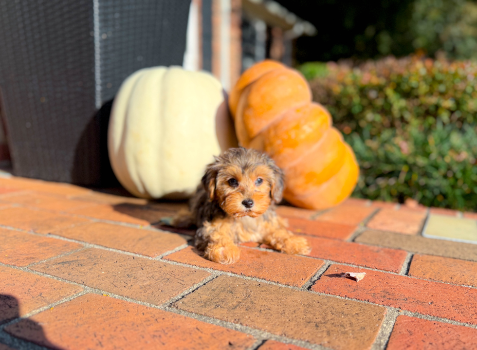 Cute Yorkie Poo Poodle Mix Pup