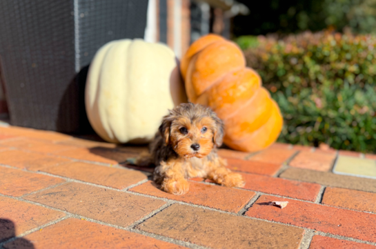 10 week old Yorkie Poo Puppy For Sale - Simply Southern Pups Cute Yorkie Poo Poodle Mix Pup