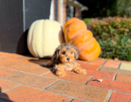 10 week old Yorkie Poo Puppy For Sale - Simply Southern Pups 10 week old Yorkie Poo Puppy For Sale - Simply Southern Pups