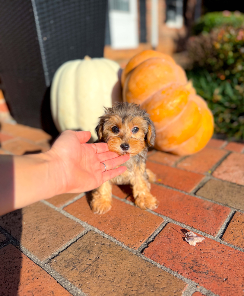 Best Yorkie Poo Baby