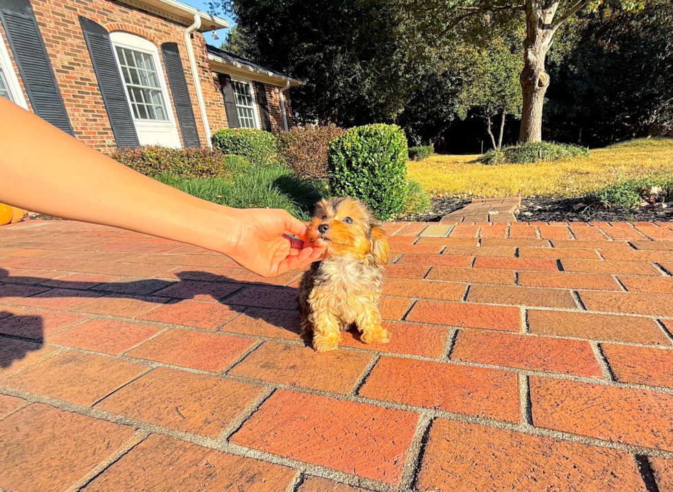 Cute Yorkie Poo Baby