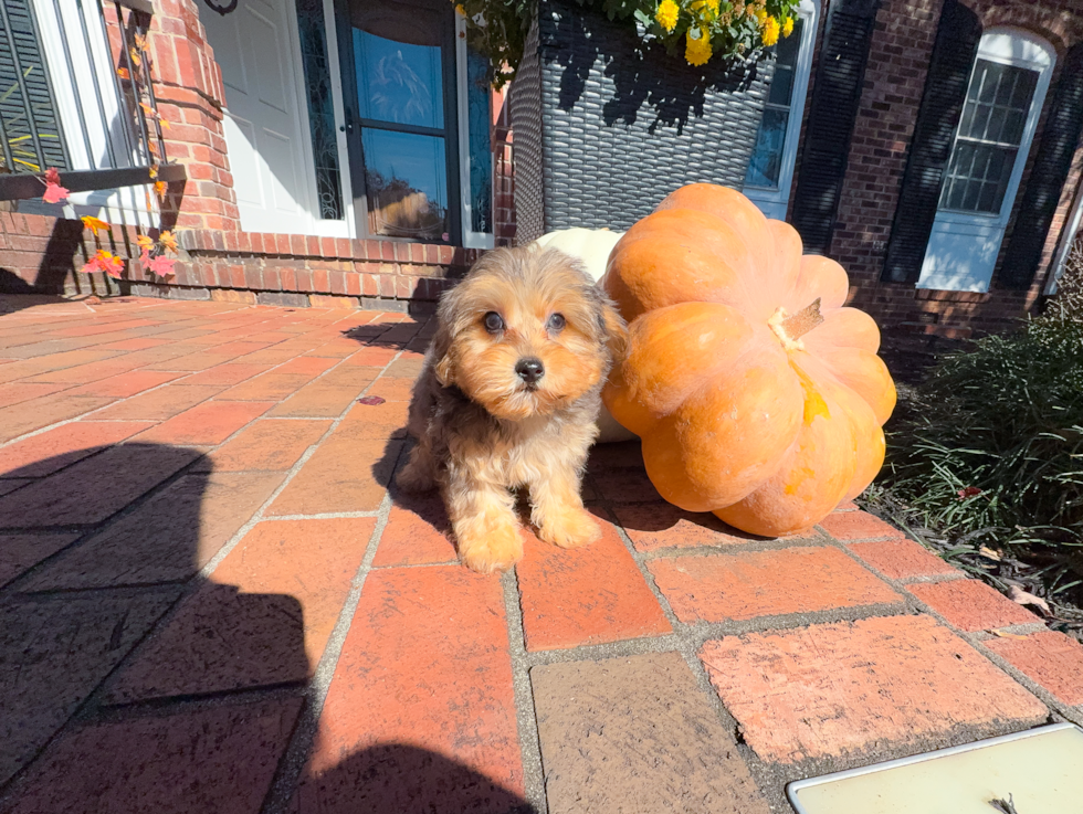 Best Yorkie Poo Baby