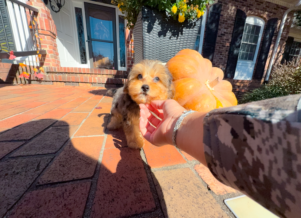 Cute Yorkie Poo Baby