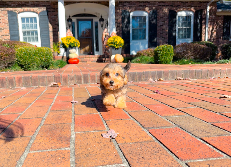 Yorkie Poo Pup Being Cute