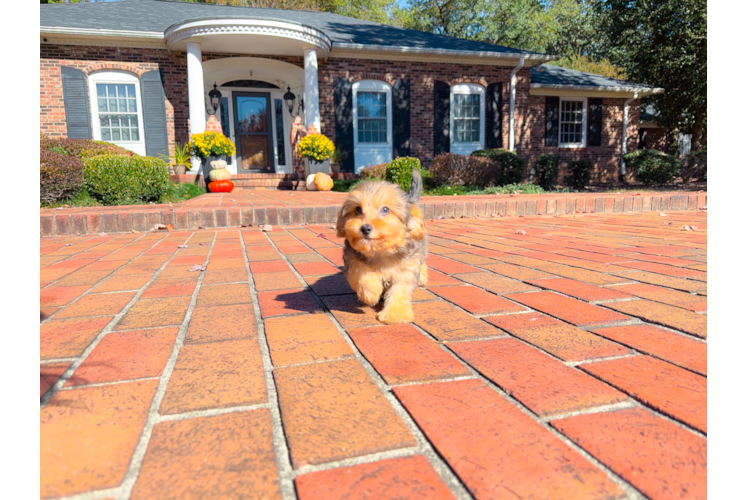 Cute Yorkie Poo Poodle Mix Pup