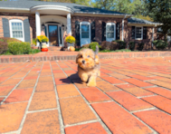 11 week old Yorkie Poo Puppy For Sale - Simply Southern Pups