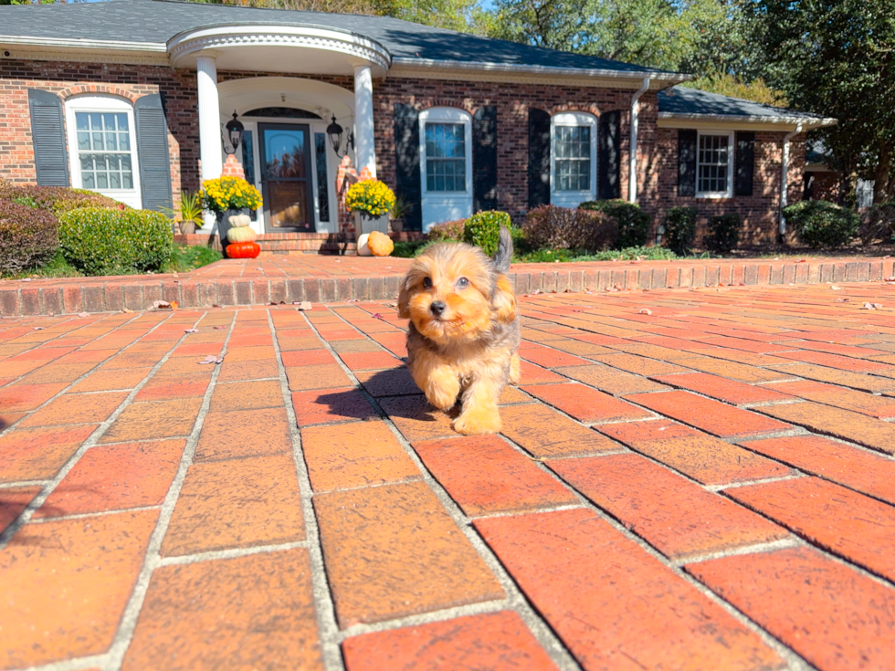 Cute Yorkie Poo Poodle Mix Pup