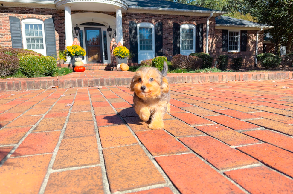 11 week old Yorkie Poo Puppy For Sale - Simply Southern Pups