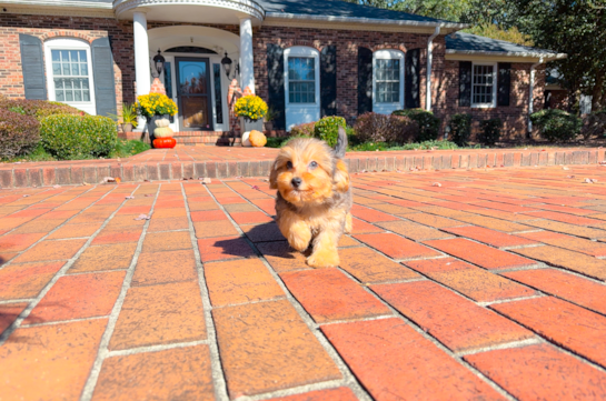 Cute Yorkie Poo Poodle Mix Pup