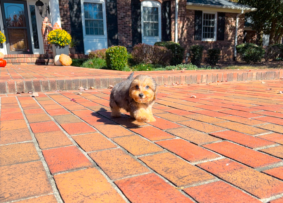 Yorkie Poo Pup Being Cute
