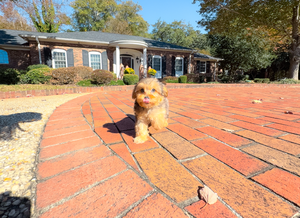 Yorkie Poo Pup Being Cute