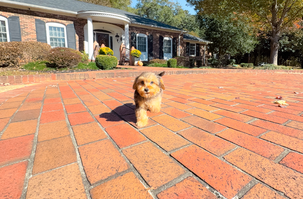 Cute Yo Yo Poo Poodle Mix Puppy