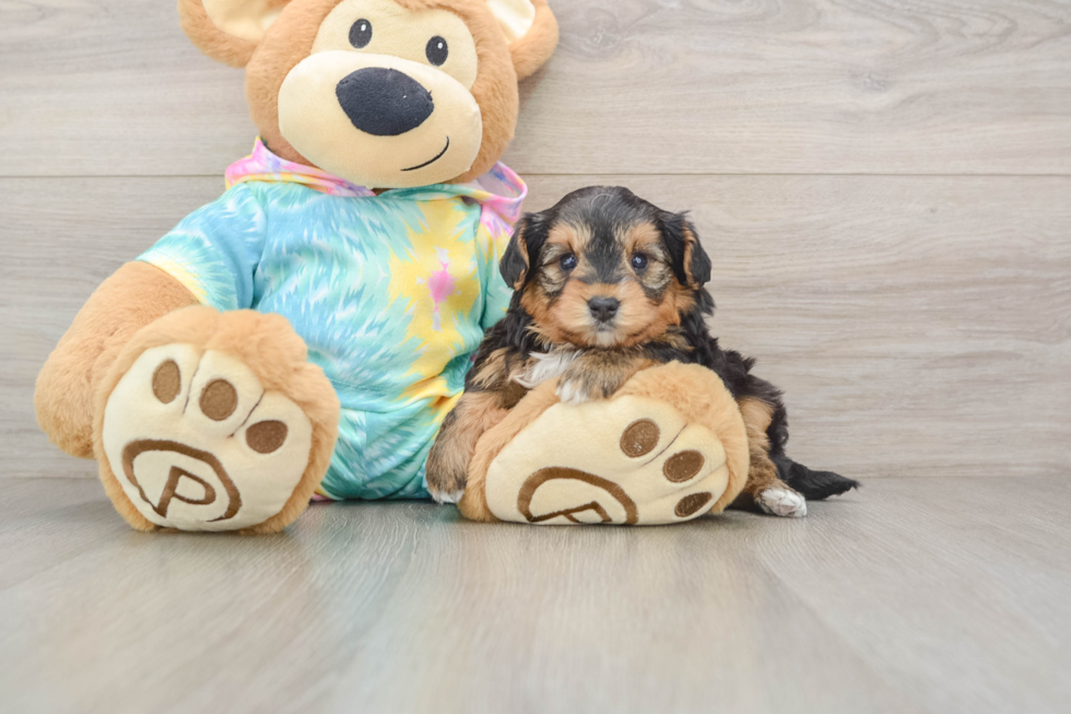 Little Yorkie Poodle Mix Poodle Mix Puppy