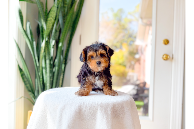 Yorkie Poo Pup Being Cute