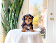 9 week old Yorkie Poo Puppy For Sale - Simply Southern Pups