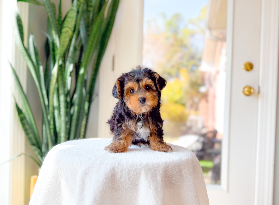 Yorkie Poo Pup Being Cute