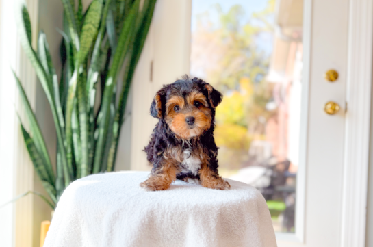 Yorkie Poo Pup Being Cute