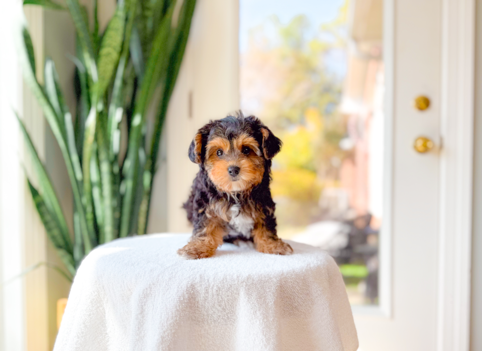 Cute Yorkie Poo Baby