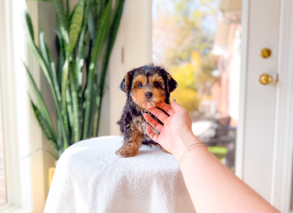 Cute Yorkie Poo Poodle Mix Pup
