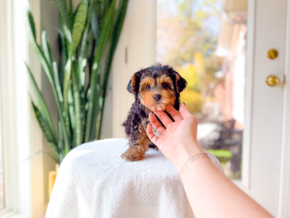 Best Yorkie Poo Baby