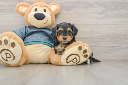 Fluffy Yorkie Poo Poodle Mix Pup