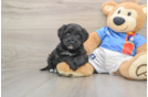 Best Yorkie Poo Baby