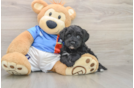 Yorkie Poo Puppy for Adoption