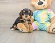 5 week old Yorkie Poo Puppy For Sale - Simply Southern Pups