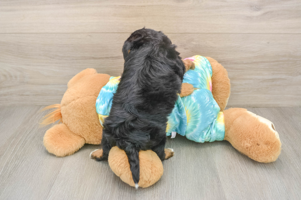 Best Yorkie Poo Baby