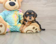 5 week old Yorkie Poo Puppy For Sale - Simply Southern Pups