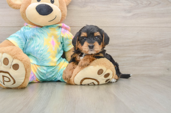 Happy Yorkie Poo Baby
