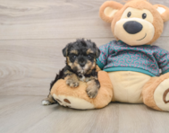 8 week old Yorkie Poo Puppy For Sale - Simply Southern Pups