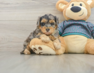 7 week old Yorkie Poo Puppy For Sale - Simply Southern Pups