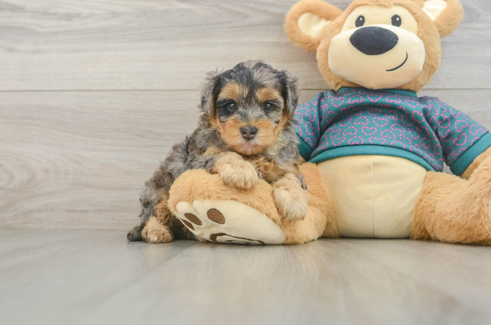 6 week old Yorkie Poo Puppy For Sale - Simply Southern Pups