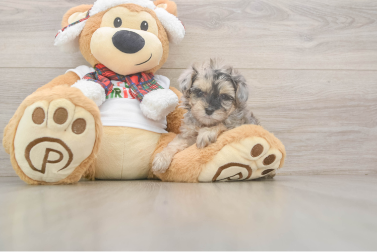 Yorkie Poo Puppy for Adoption