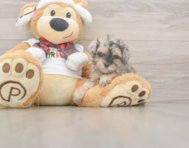 9 week old Yorkie Poo Puppy For Sale - Simply Southern Pups