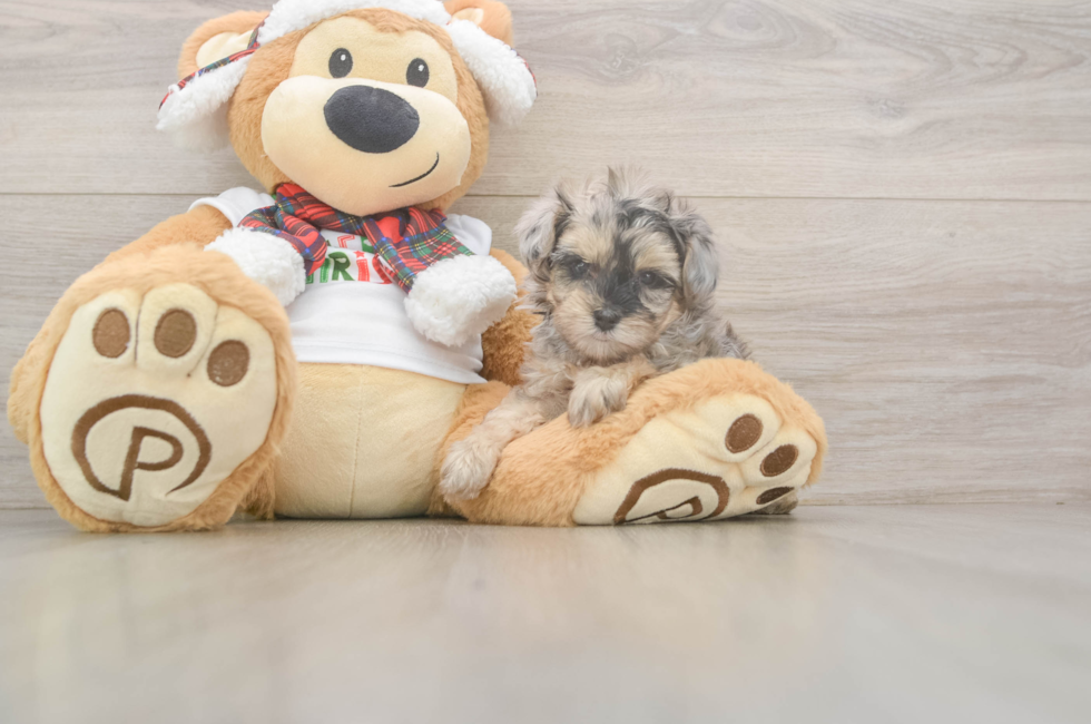 5 week old Yorkie Poo Puppy For Sale - Simply Southern Pups