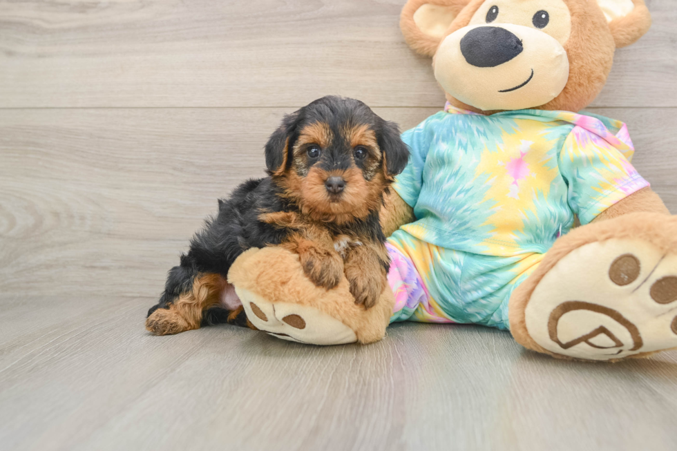 Friendly Yorkie Poo Baby
