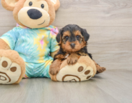 5 week old Yorkie Poo Puppy For Sale - Simply Southern Pups