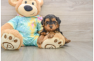 Friendly Yorkie Poo Baby