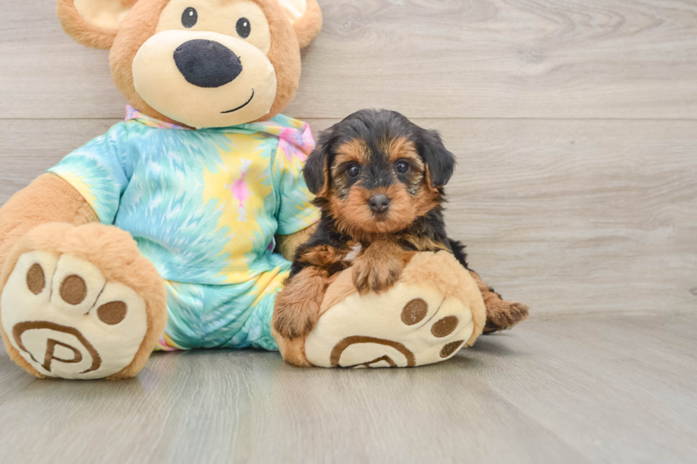 Friendly Yorkie Poo Baby